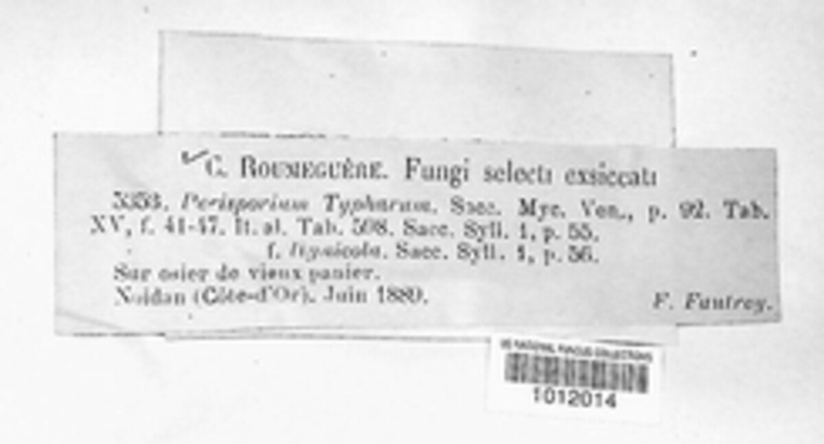 Preussia typharum image